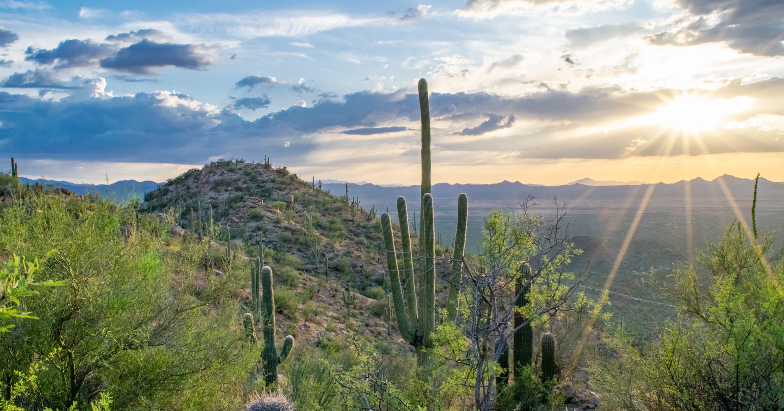Saguaro-covered desert hills at sunset near Tucson, the end of the snowbird drive